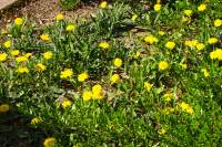 springflowers150414-04.jpg