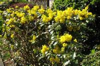 springflowers150414-05.jpg