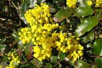 springflowers150414-06.jpg
