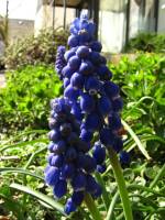 springflowers150414-07.jpg