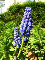 springflowers150414-08.jpg