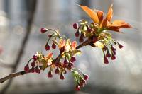 springflowers150414-09.jpg