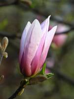 springflowers150414-10.jpg