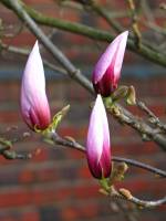 springflowers150414-11.jpg