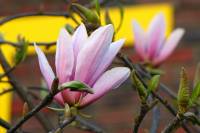 springflowers150414-12.jpg