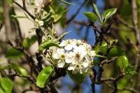 springflowers150414-13.jpg