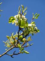 springflowers150414-14.jpg