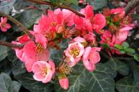 springflowers150414-15.jpg