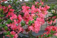 springflowers150414-16.jpg
