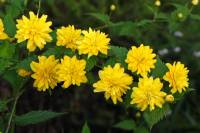 springflowers150414-17.jpg