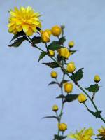springflowers150414-18.jpg