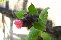 springflowers150414-19.jpg