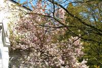 springflowers150415-01.jpg