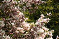 springflowers150415-02.jpg