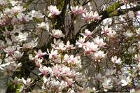 springflowers150415-03.jpg