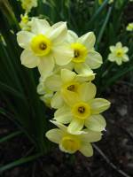 springflowers150415-04.jpg