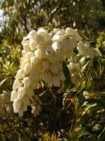 springflowers150415-05.jpg