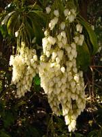 springflowers150415-06.jpg