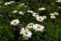 springflowers150415-07.jpg
