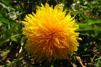 springflowers150415-08.jpg