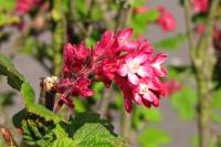 springflowers150415-09.jpg
