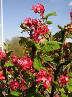 springflowers150415-10.jpg