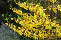 springflowers150415-11.jpg