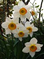 springflowers150415-13.jpg
