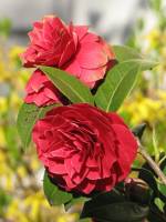 springflowers150415-14.jpg