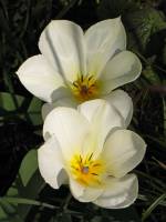 springflowers150415-15.jpg