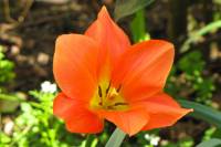 springflowers150415-16.jpg