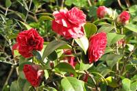 springflowers150415-17.jpg