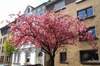 springflowers150421-01.jpg