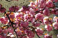 springflowers150421-02.jpg