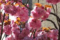 springflowers150421-03.jpg