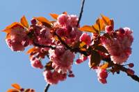 springflowers150421-04.jpg