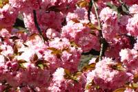 springflowers150421-05.jpg