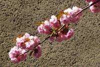 springflowers150421-06.jpg