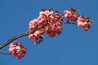 springflowers150421-08.jpg