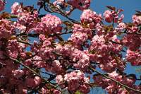 springflowers150421-09.jpg