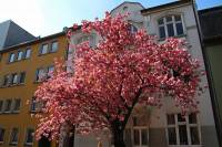 springflowers150421-10.jpg