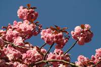 springflowers150421-12.jpg