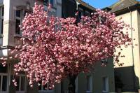 springflowers150421-13.jpg