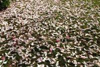 springflowers150421-14.jpg