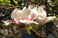 springflowers150421-15.jpg