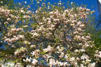 springflowers150421-16.jpg