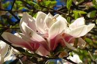 springflowers150421-17.jpg