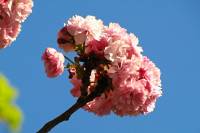 springflowers150421-18.jpg