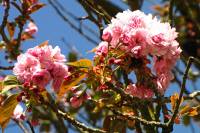springflowers150421-20.jpg