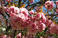 springflowers150421-22.jpg